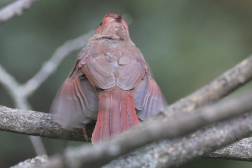 CatharineYogi's tweet photo. Just so very cute! Waiting for and watching Mama, this adorable fledgling makes bird watching truly amazing ❤️ #northerncardinal #birds #birdphotography #BirdTwitter #TwitterNatureCommunity #TwitterNaturePhotography ❤️ https://t.co/vjagDIrXPm