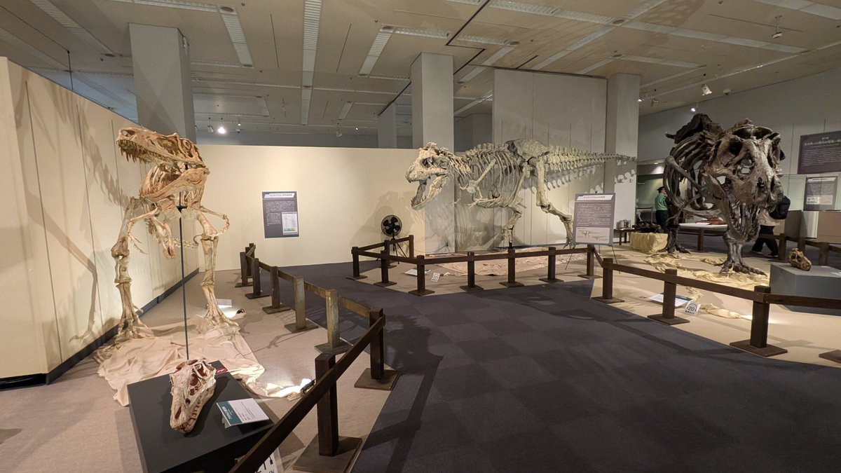 Nipponites_'s tweet photo. #火曜日は化石の日
福島県立博物館 #大恐竜展 にて

ティラノサウルスの全身骨格 (レプリカ)
𝘛𝘺𝘳𝘢𝘯𝘯𝘰𝘴𝘢𝘶𝘳𝘶𝘴 𝘳𝘦𝘹
“Wyrex”

ティラノサウルスのワイレックス…！
尾椎も復元された状態の展示。皮膚痕は撮り損ねましたorz…。
アリオラムスとタルボサウルスとの3ショットを添えて。 https://t.co/BpNHtWlgQL