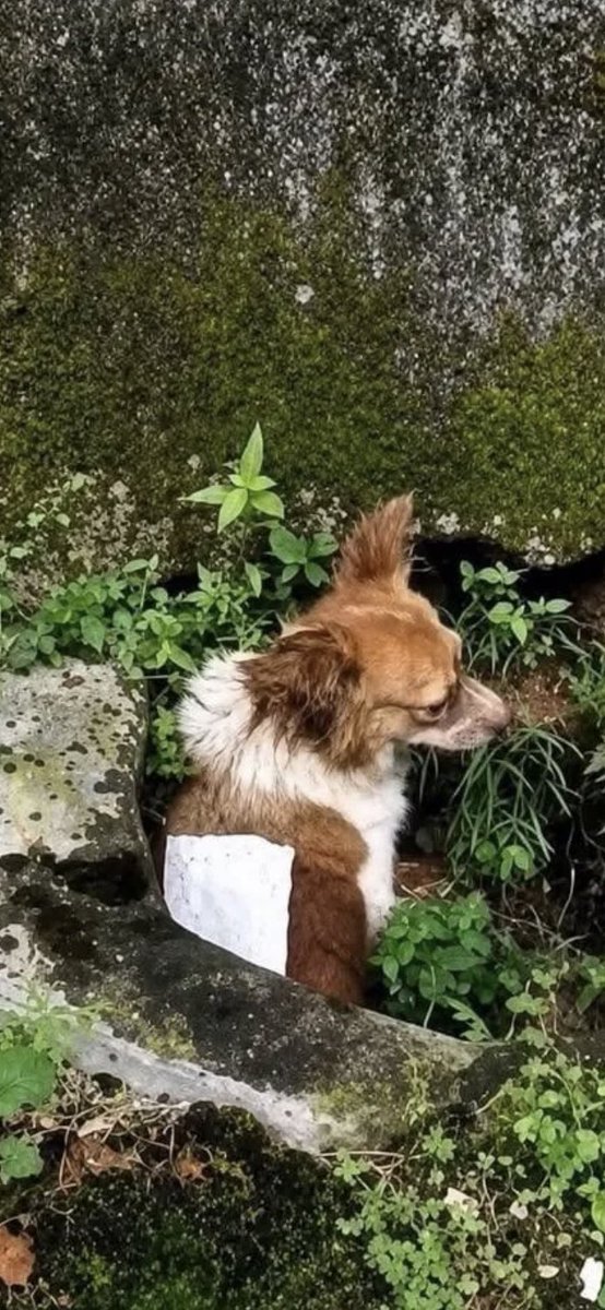 Tonnchannteycpt's tweet photo. 動物拷問ビジネス撲滅へ😡 https://t.co/th8oxdxH4v