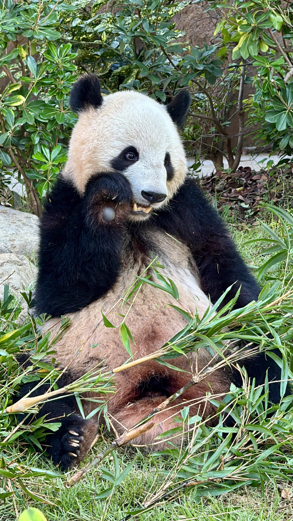 panda_xiang_xiang on X: 