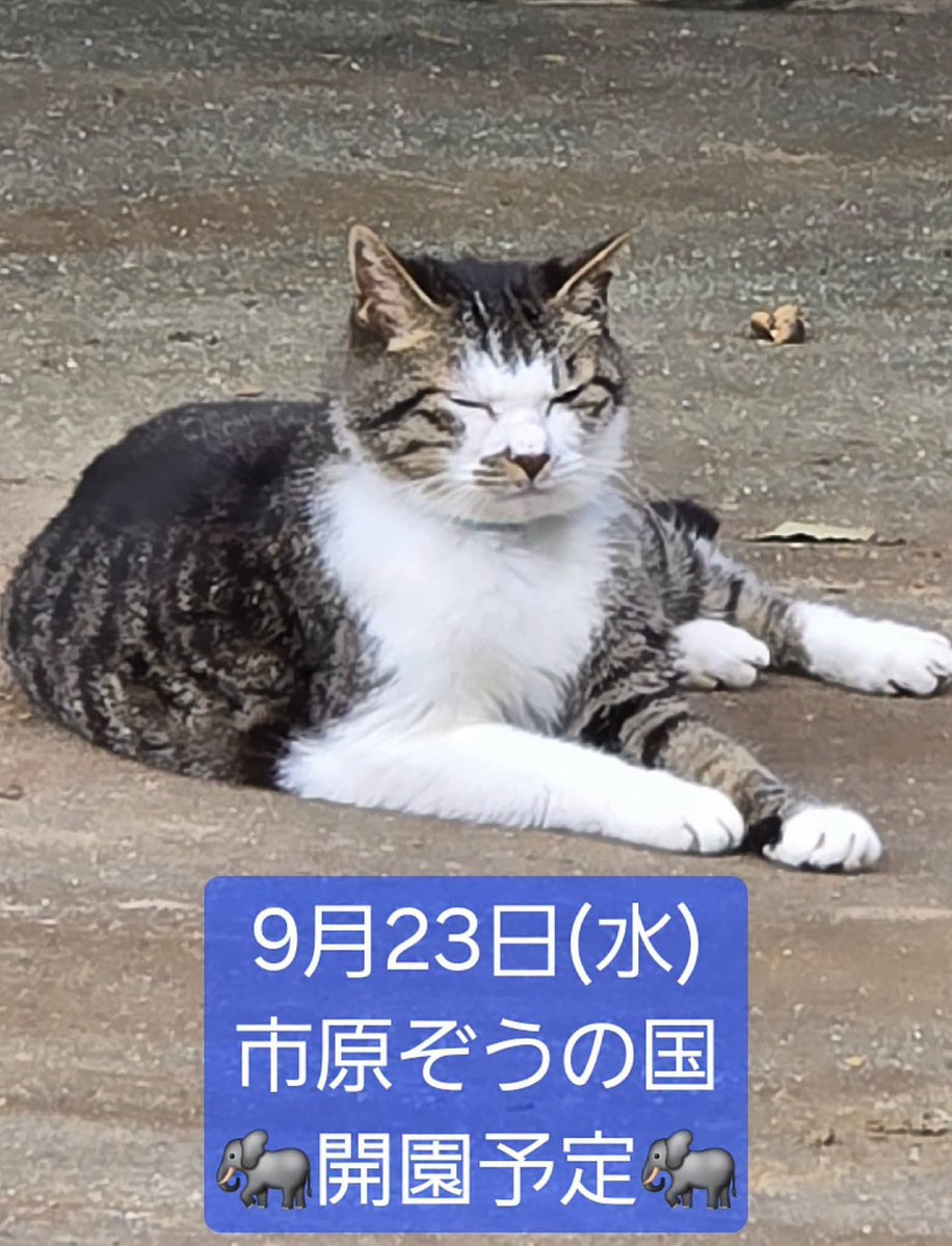 IEK_SW_official's tweet photo. 電気が復旧しました！

9月23日(水)より、開園を再開させて頂きます。
復旧工事は園内続きますが。。。
ぞうさん達や動物達に、冷たいお水をあげられる事が何よりも嬉しいです。

台風により被害を受けた皆様が1日も早く平穏な日々が送れる様に祈っています。

#市原ぞうの国
#台風25号
#動物園 https://t.co/ydsKIS5cgV
