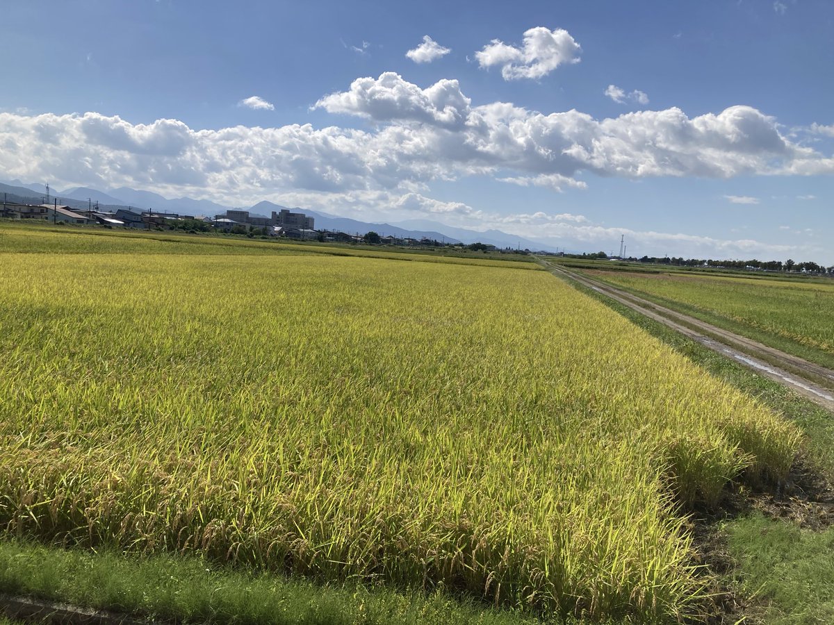tukuyomi1207's tweet photo. ようやく今年の稲刈りがスタートしました🌾
台風一過で今日はやや風強め🌬️
田んぼは長雨のおかげでぐちゃぐちゃ😅
今年の稲刈り無事終われるか…
#稲刈り https://t.co/HHOS8RsFRv