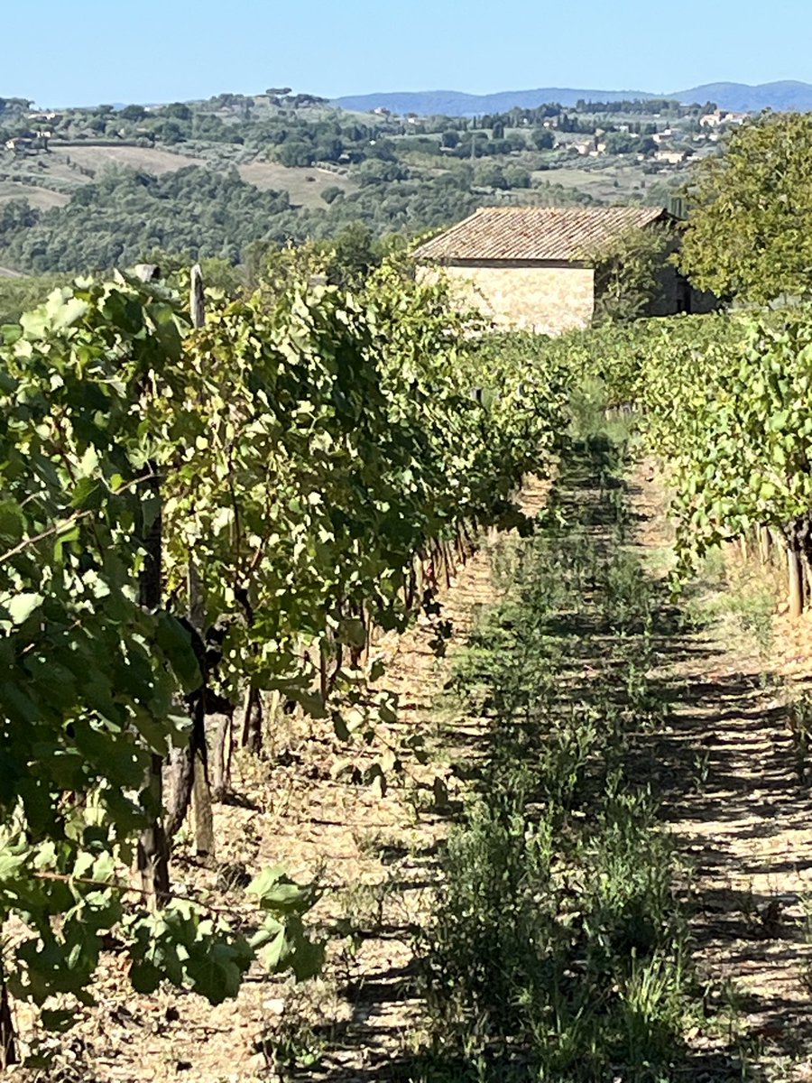 JohnMFodera's tweet photo. Querciavalle today! @chianticlassico Such a gorgeous family and estate. And the wines are amazing. As is the Olio. They should be on your radar. #Tuscanvines #RusticTuscanyTour https://t.co/wauTn1O5Sa