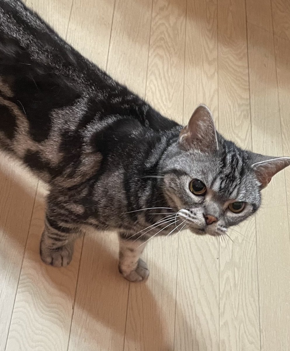 Go_Remlin's tweet photo. 俺のターン！実家猫を特殊召喚！ https://t.co/Dmrccl86Pl