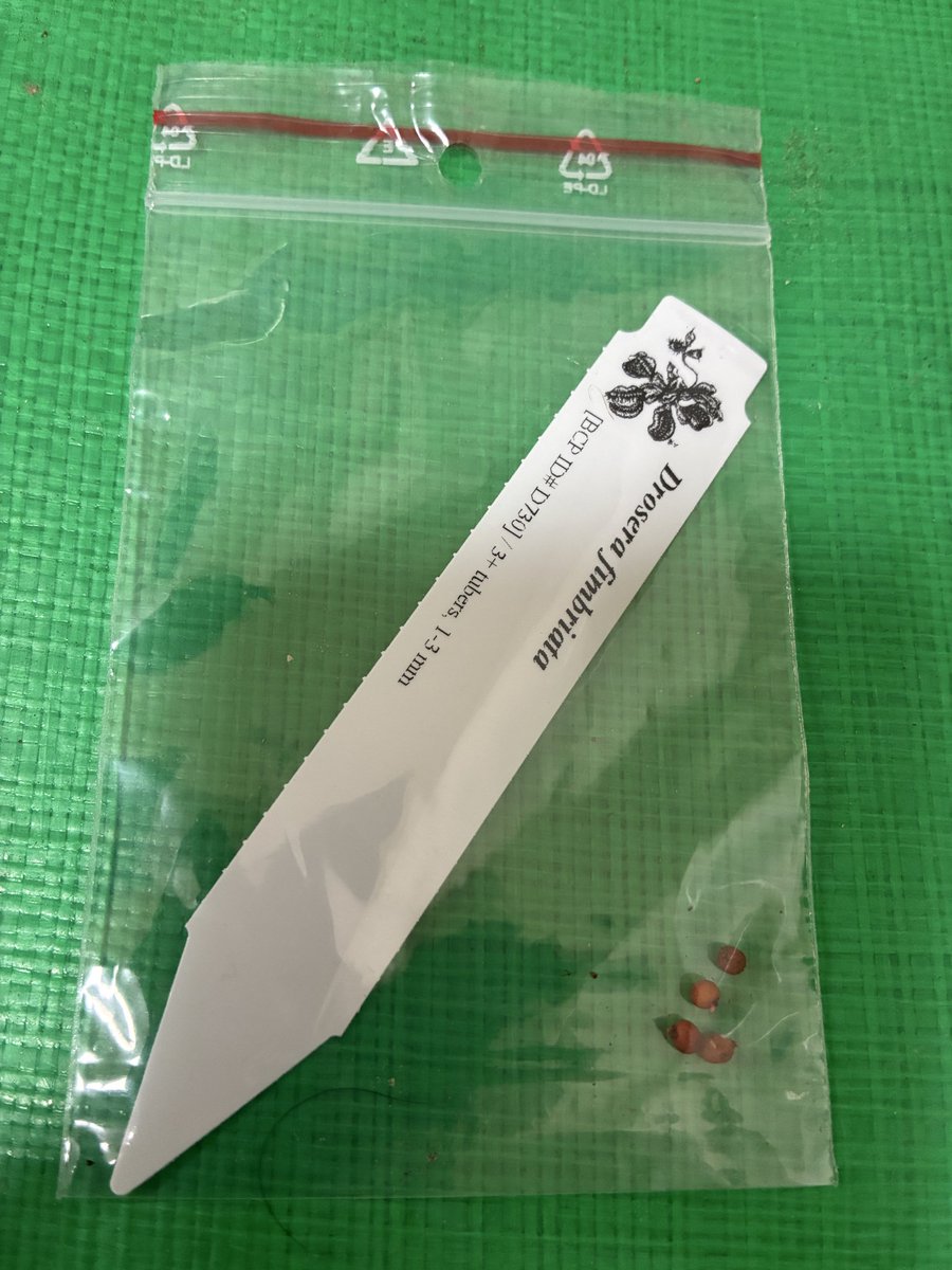 shibuyasuu's tweet photo. 今日の植物
D. fimbriata BCP
ヘリズガーデンさんの代行輸入で届きました。
楽しみだな
#Drosera
#球根ドロセラ
#食虫植物 https://t.co/fReNw8SYFn