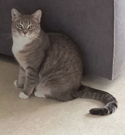 MissingTarn81's tweet photo. 22.09.26 Perdue chatte tigré/blanc à Ambres (vers école). "Plume". Tatouée. Contact : https://t.co/ZAML01pvJY #Tarn #chat https://t.co/FuE9fZtDUf