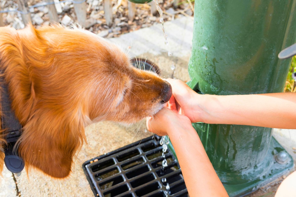ClermontFd's tweet photo. 🐾 #ClermontFerrand figure au 5e rang du classement #DogFriendly de https://t.co/YXLrhwg7oB, parmi 50 villes étudiées.

40,9 % des locations de vacances analysées dans notre ville acceptent les chiens. Une reconnaissance de l’accueil réservé aux compagnons à quatre pattes. https://t.co/xscOL0y9Gy