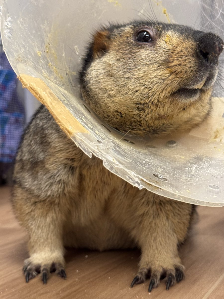 dr_marmot_'s tweet photo. とぼけた顔で体重計に乗るマーモット
#まもち https://t.co/peUrX3zQHu