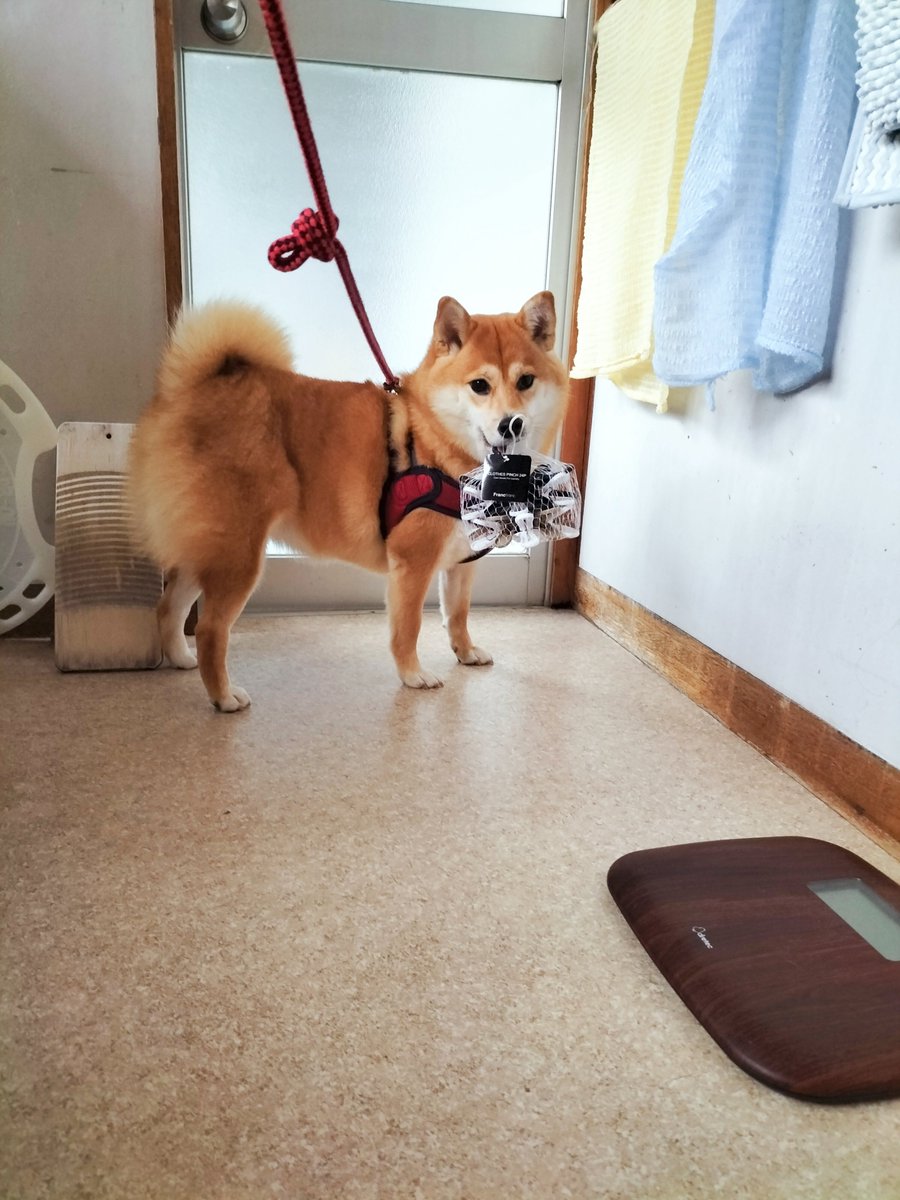 yonetion's tweet photo. 必ず何かを運びたィーヌwww

足短かすぎィーヌwww

突然戦闘が始まりィーヌwww

#柴犬 
#柴犬のいる暮らし https://t.co/qmqILADSMW