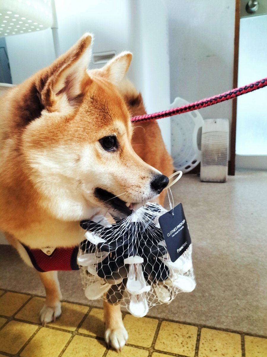 yonetion's tweet photo. 必ず何かを運びたィーヌwww

足短かすぎィーヌwww

突然戦闘が始まりィーヌwww

#柴犬 
#柴犬のいる暮らし https://t.co/qmqILADSMW