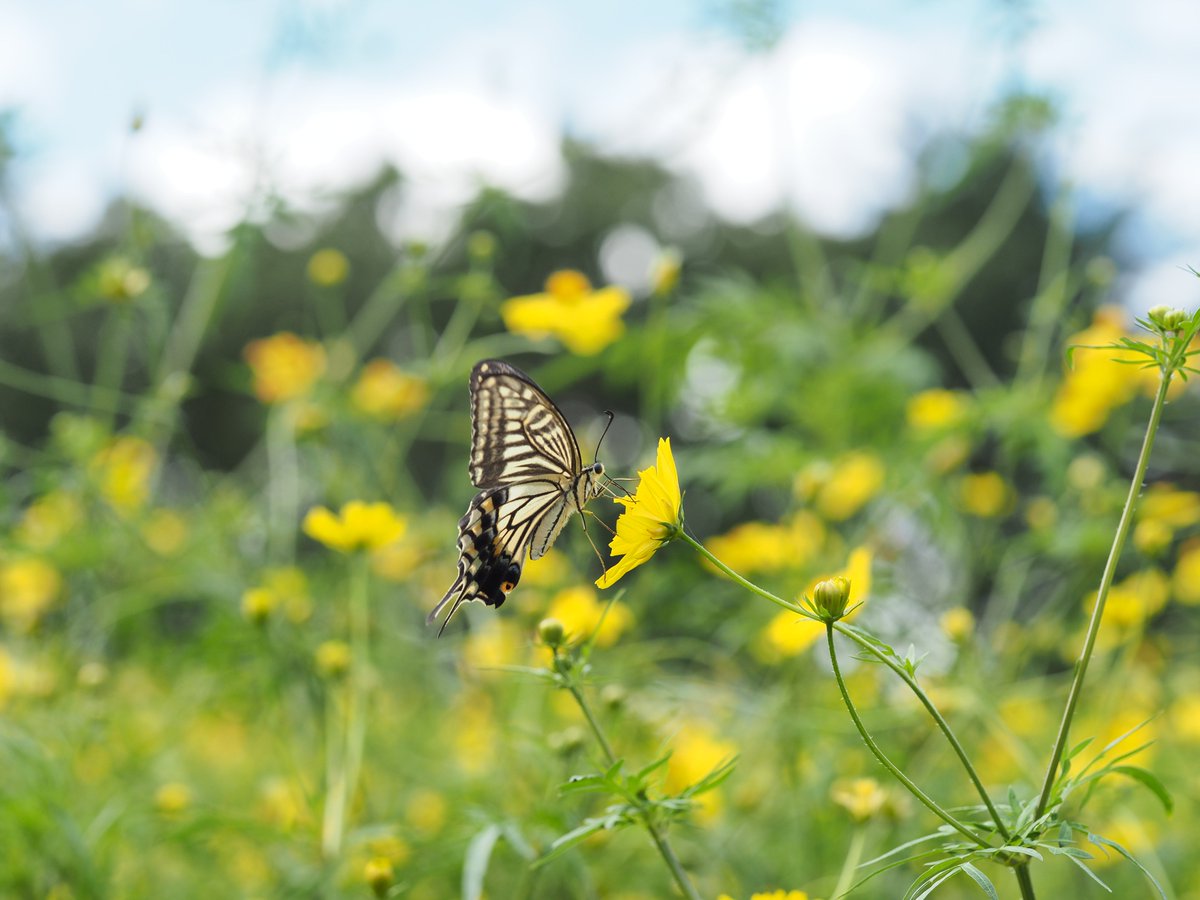 mieti_3's tweet photo. コスモスとアゲハチョウ　#昭和記念公園 #penf #60macro https://t.co/DNhkXwlhSz