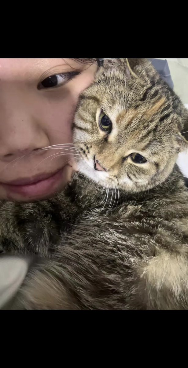 creaa173205's tweet photo. Just had the coziest evening with my fur baby—purring head on my lap, zero plans, all love. Best part No texts, just quiet joy from this little companion. https://t.co/1Q6KbUt5fy