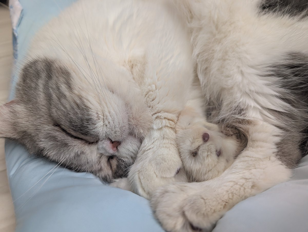 mendaco_no's tweet photo. ラブリーねこちゃむ https://t.co/Fvif1WX2MC