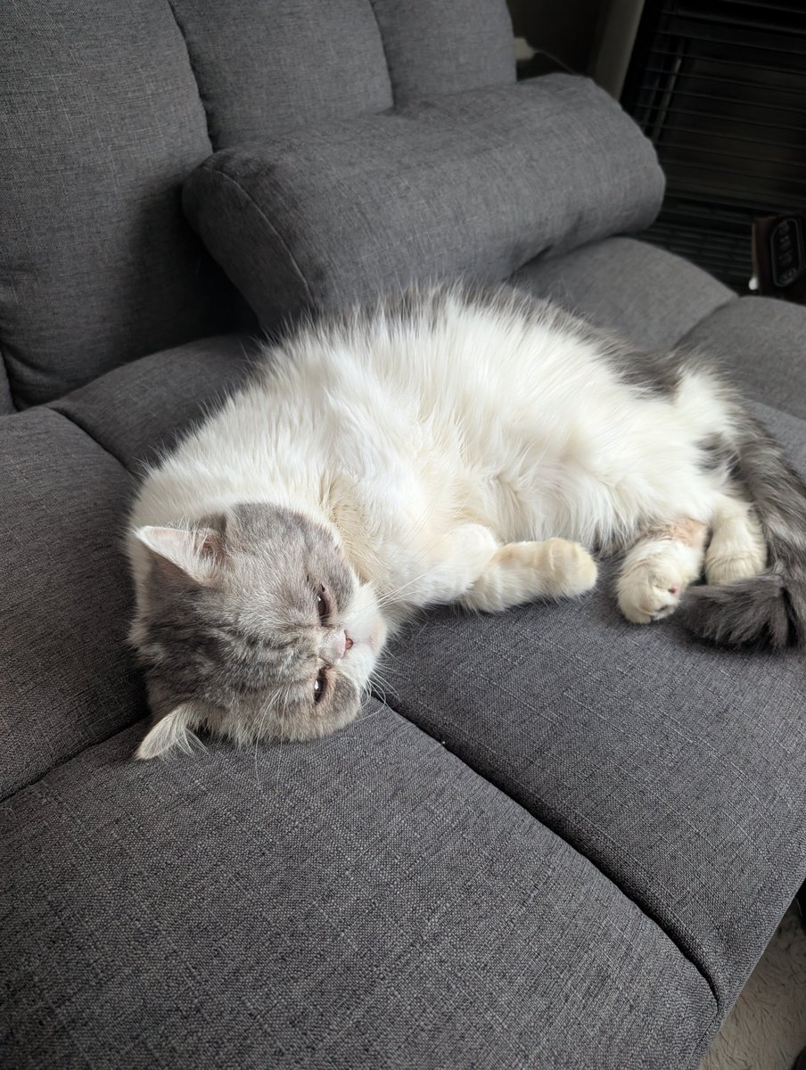 mendaco_no's tweet photo. ラブリーねこちゃむ https://t.co/Fvif1WX2MC