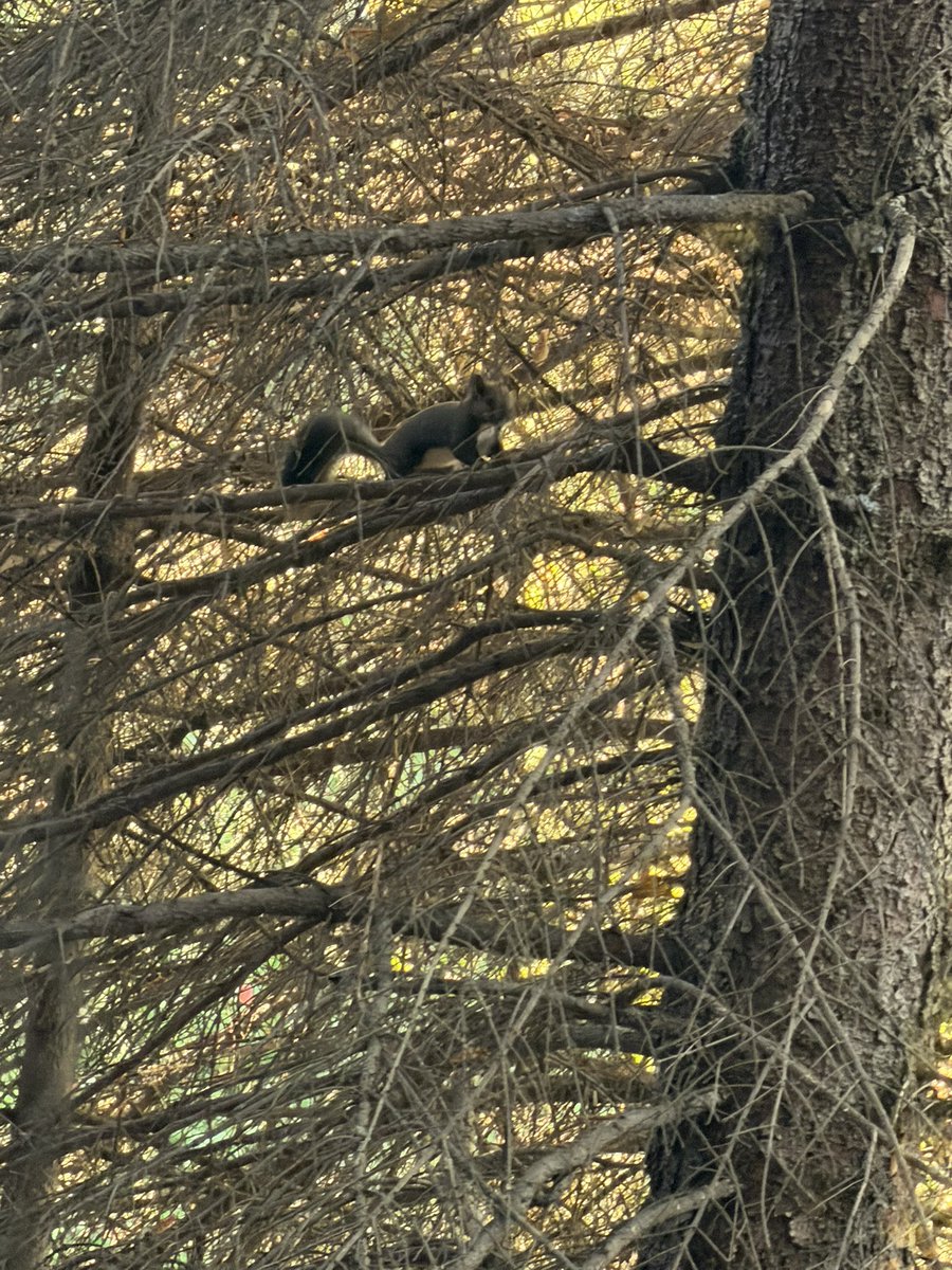 yuiyui_Dale's tweet photo. 野生のリス🐿発見👀
最近リスの遭遇率高め✨ https://t.co/9j0uoNFo4r