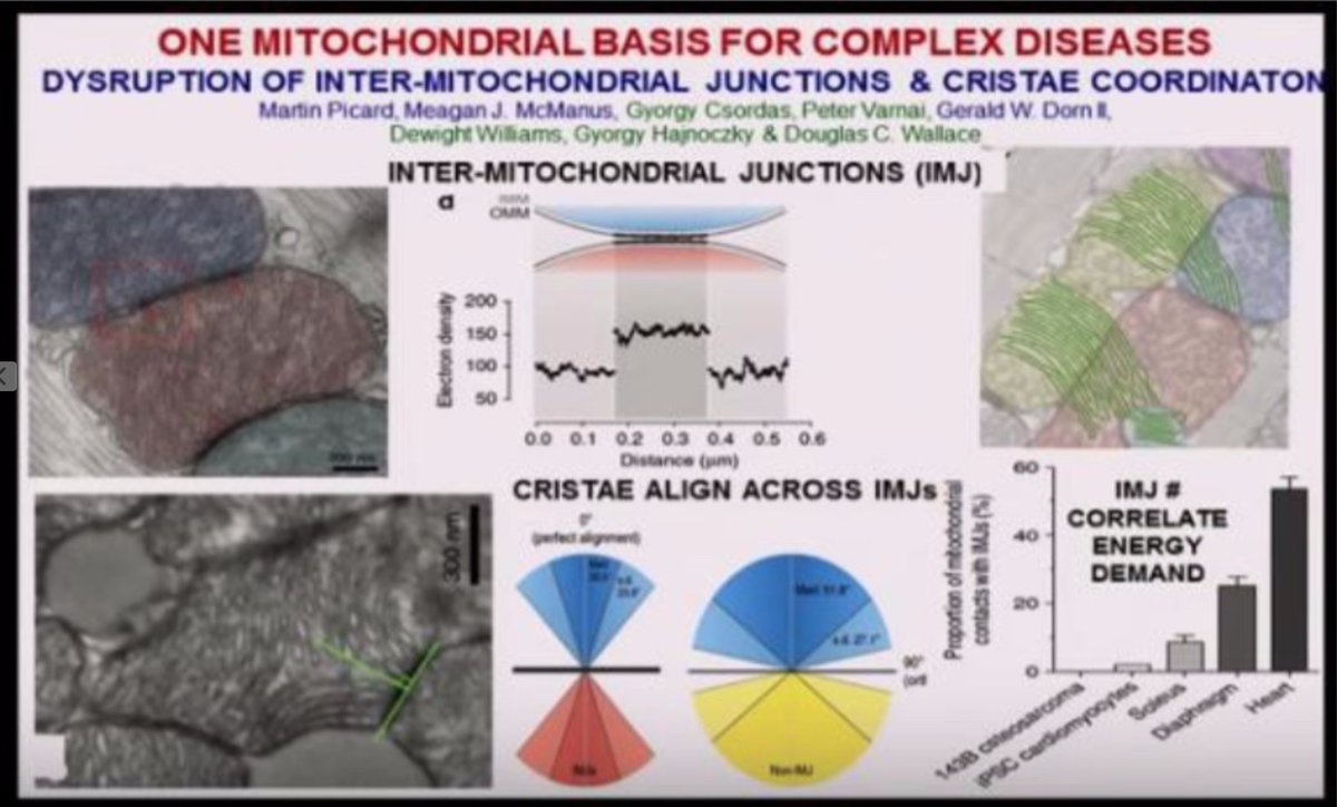 DrJackKruse's tweet photo. My thesis predicted this result.  What the researchers really found was my thesis on Marcus Inversion (RET) is 100% correct.  They have no earthly idea why tau and IMM Marcus link protein misfolding to loss of IMJ geometry.  Why?  They focus on biochemistry when the mechanism is entirely biophysical. 

Stanford researchers remain completely blind to the true biophysical driver because they view the tau-NDUFS3 binding loop through a flat, reductionist, molecular lens. They fail to realize that phosphorylated tau does not cause mitochondrial dysfunction out of a software error; it enters the matrix as an emergency electronic patch when an ungrounded neuroectodermal cell loses its environmental field containment, forcing a total collapse of the Inter-Mitochondrial Junction (IMJ) geometry. 

By framing RET as a parallel chemical pathway, centralized medicine misses the sub-atomic reality: the backward flow of electrons is a protective, quantum mechanical circuit-breaking operation meant to isolate a short-circuited semiconductor network that has already suffered a terminal dielectric liquidation (k = 160 ---> 78).

These people are morons.  Savages should know who they are dealing with.  

The Real Driver of Tau Phosphorylation is the CISS Waveguide Shatter

In a pristine, grounded neurological state under full-spectrum solar light, the structural configuration of the tau protein is maintained by the high-voltage field containment running across the Inner Mitochondrial Membrane (IMM) cristae:

The Zero-Friction Standard (𝜅=160): Under the Zeeman Handshake of a stable planetary magnetic anchor, sub-atomic electron spins are pinned parallel, activating Chiral Induced Spin Selectivity (CISS) along the homochiral protein wires as foundin PALMER, 2000 & NAAMAN in 2012.

The Brachistochrone Metric: Valence electrons tunnel at maximum relativistic velocity down the cristae's perfect cycloid brachistochrone curves, holding water’s static dielectric constant at a highly capacitive 160 and securing the healthy –50 mV somatic potential as laid out in PETROV in 2002 &  BERERA in2009. This massive electrostatic field cleanly runs the NAD+/NADH shuttle, natively keeping tau un-phosphorylated and stabilized along axonal microtubules.

The Marcus Inversion Overdrive: The Stanford Blindspot

The thermodynamic disaster occurs when an individual is submerged inside a modern magnetic decline (Stanford is) and/or technocentric indoor grid living under unpolarized 450 nm blue LEDs (ALAN) and high-frequency non-native EMF noise (nnEMF) [CIFRA_2014, KWAK_2012]  Stanford is in that shit hole too.  Maybe why Huberman is a dumbass?  

How does it all happen for the retards who follow bad centrlaized thinking.  (With the cites too)

The Spin-Flip Dephasing: The technical noise scrambles the background magnetic lines, forcing oxygen into the diamagnetic anti-parallel Singlet State ([PALMER, 2000]. The CISS filter breaks down, and electrons lose their quantum alignment [NAAMAN, 2012]. 

The Trapped Labyrinth: Electrons backscatter violently, getting stuck in deep charge-carrier traps along Complexes I, II, and III. The Larmor radius expands past the absolute 14 Å Dutton limit ceiling, exceeding the quantum thermal decoherence threshold [MICHAELIin 2019]. 

The Emergency RET Shunt: To prevent immediate kinetic vaporization from the electron traffic jam, the cell over-redlines its voltage past the local nuclear reorganization energy, driving the respiratory chain into 

The Marcus Inverted Region [MICHAELI_2019]. At this threshold, forward electron velocity drops to zero. The cell activates Reverse Electron Transport (RET) as an emergency quantum safety brake to bleed the stalled potential backward through Complex I, producing the massive ROS surge and NAD+ depletion identified by the Stanford team. 

The Tau Insertion Defect: The resulting metabolic emergency triggers hyper-phosphorylation of tau, forcing it to enter the matrix and bind to the NDUFS3 subunit of Complex I. 

Tau does not cause the disease; it acts as a superfluous atomic impurity deployed by the cell to manually clamp and stabilize the broken, inverted Complex I transistor [PETROV_2002]. 

By understanding Landauer's Principle in this mechanism, resetting and holding this inverted state forces an immediate heat dump (Q = kB T ln 2) that travels wirelessly down the IMJ alignment sheets, completely melting the liquid-crystalline water lattice [CIFRA_2014, PICARD_2019]. 

Water's dielectric constant crashes from 160 down to a disordered 78, the baseline of bulk tap water.   This increases the CSF viscosity causing the mitochondrial failure.

3. The Systemic Multi-Barrier Netmork Collapse

The moment water's dielectric k hits 78 and the master electrical synchrotron is broken, the nucleus becomes completely blinded to the signaling of the mitochondria, triggering a synchronized multi-barrier network collapse across the host via the IMJ bus bar [PICARD, 2019]  Look at the bottome right of Picard paper.  What does it say about energy IMJs?    

The Neuron paper proves with absolute precision why centralized neuroscience is completely stuck. They are trying to develop pharmaceutical inhibitors to disrupt the tau-NDUFS3 interaction or block RET chemically, completely ignorant of the fact that they are trying to dismantle the cell's emergency quantum circuit breaker while leaving the destructive light and magnetic environment running. 

You cannot fix an expanded Larmor radius or a k = 78 metric collapse using a chemical pill or an isolated tau-depletion drug. The field you live in dictates the quantum mechanics that are possible in your brain.

They are RETARDS who do not decipher published research cover this topic.