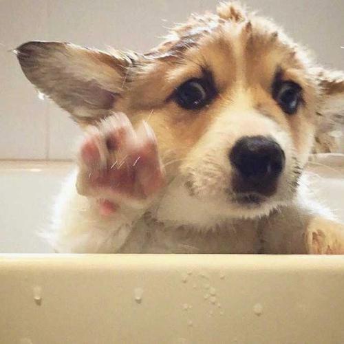 Ricky94520602's tweet photo. 💦 🌺 My dog s bark is my wake up call https://t.co/0XefOmq88X