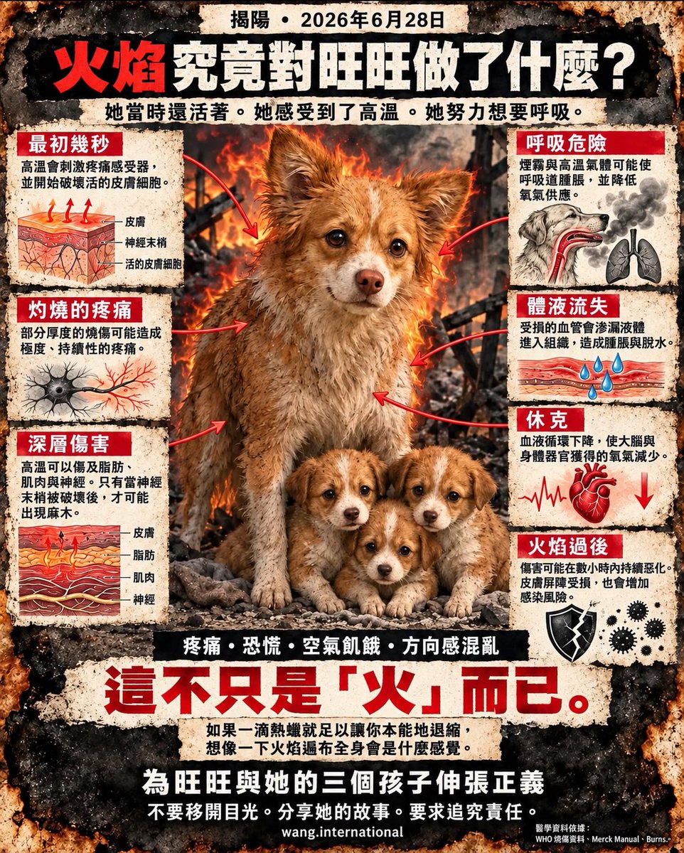 PeiLiu570497's tweet photo. 2026年6月28日

火焰究竟對旺旺做了什麼？

她當時還活著。
她感受到了高溫。
她努力想要呼吸。

為旺旺與她的三個孩子伸張正義。

不要移開目光。
分享她的故事。
要求追究責任。

#justiceforwangwang 
#WangWang #旺旺 
#AnimalProtectionLawChina
#EndCatTortureInChina
#EndKittenTortureInChina https://t.co/2tNcqUhuy7
