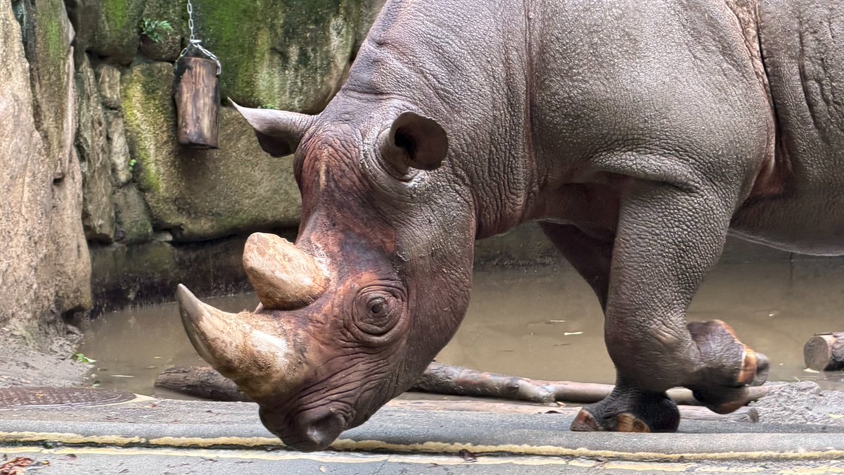 UenoZooGardens's tweet photo. 奇蹄類に属するウマやバク、サイの仲間は、多くの種が絶滅の危機にあります。
サイの場合は、角が薬になると信じられ、高値で取引されるため、密猟されることが主な理由です（角は皮膚由来のタンパク質で、実際には薬効はありません）。

本日9月22日は #世界サイの日。
サイに限らず、野生動物の商品利用について、多くの方に考えていただけたらと思います。

#WorldRhinoDay