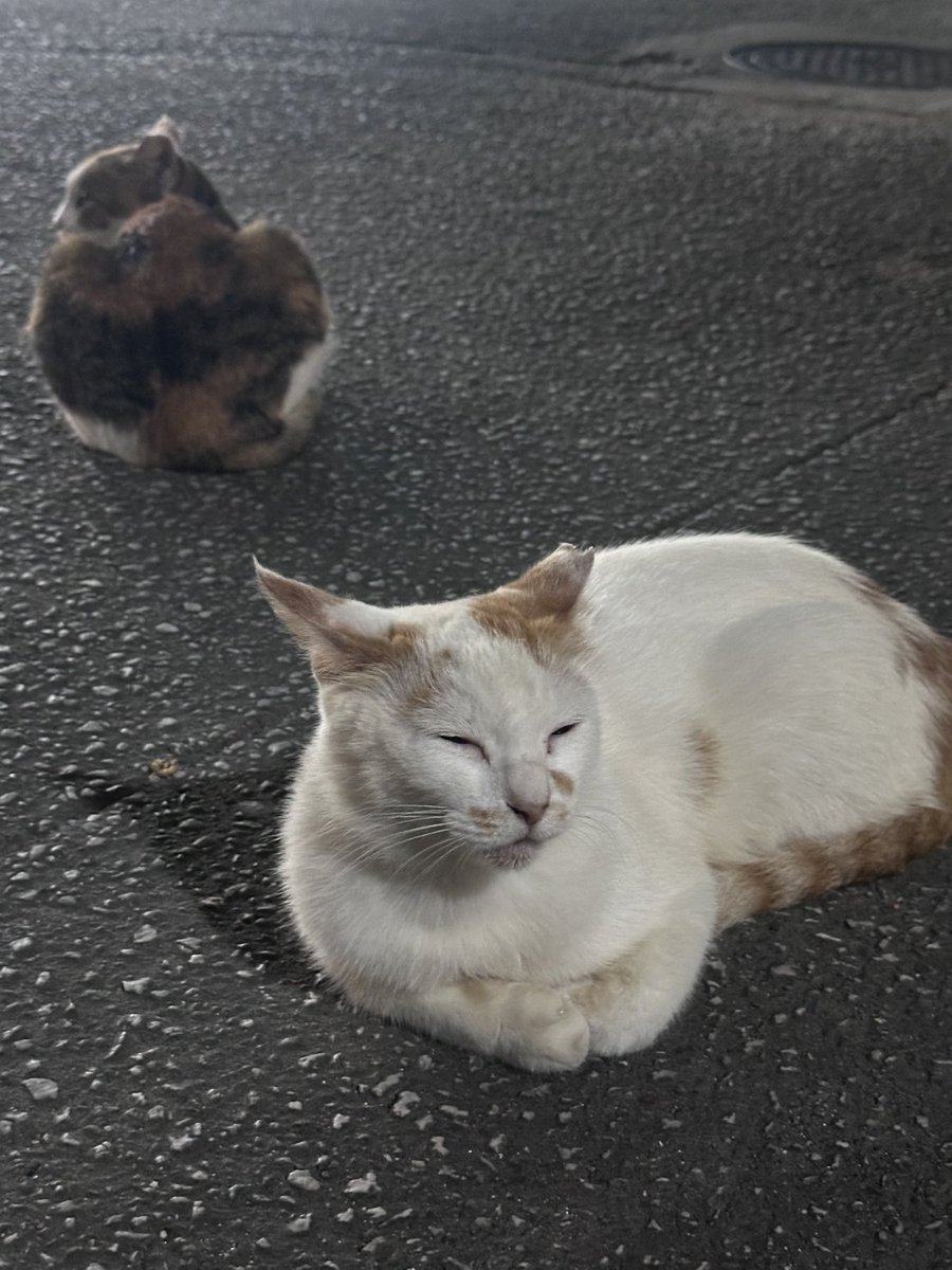 Catvape1's tweet photo. こんばんにゃ https://t.co/NnTOaUedWG