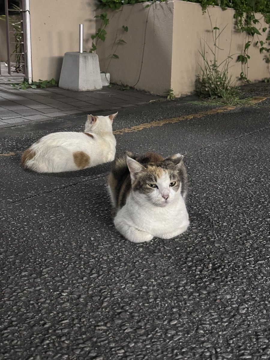 Catvape1's tweet photo. こんばんにゃ https://t.co/NnTOaUedWG