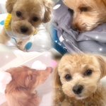 Photo by もち︎︎☁ (@ChaMellcha)