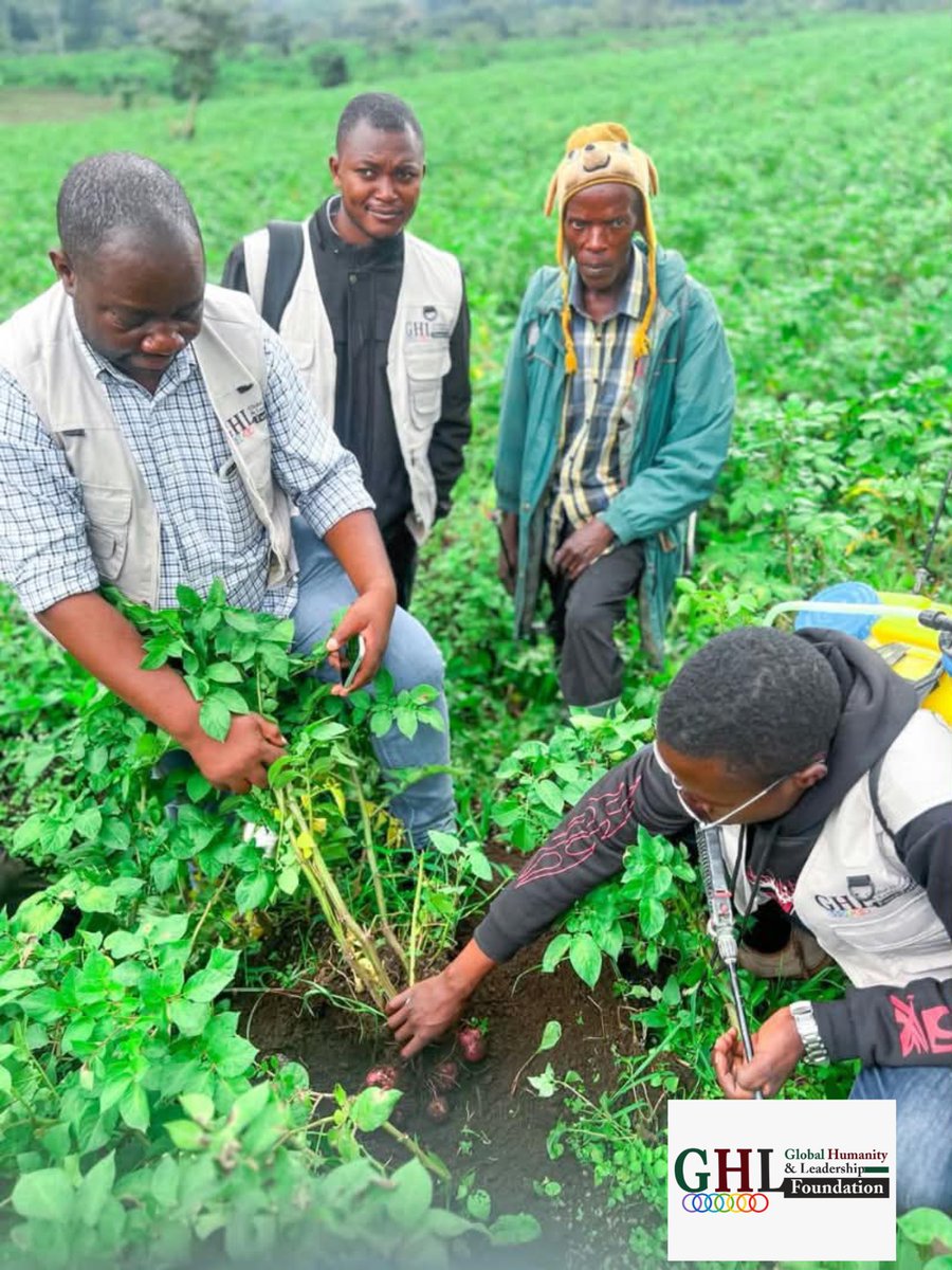 ghlfdrc's tweet photo. The GHL-F (Global Humanity and Leadership Foundation) team conducted a field visit to Kibumba to visit and assess the potato field established as part of the activities of the Food Security Department. https://t.co/Nh9UU9dYzO
