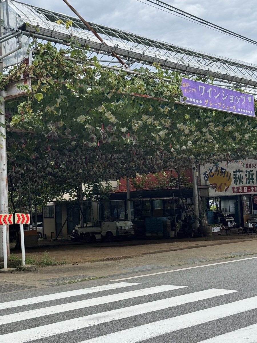 rrkk0420's tweet photo. ぶどう成って���🍇 https://t.co/K7WLIgBNyA