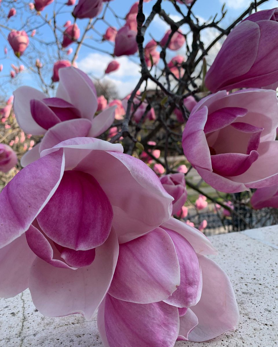 RandiSpren7cv's tweet photo. Photo by Nina Begesh on March 13, 2024. https://t.co/EwTKvF2L1Z