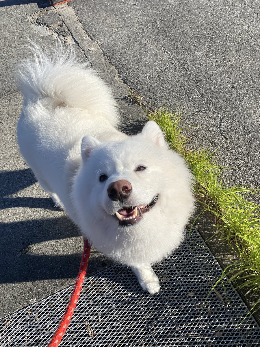 hamataro11chan's tweet photo. こちらは散歩してたら「お散歩楽しいね！」って話しかけてきた犬です https://t.co/o8A6gAE99V