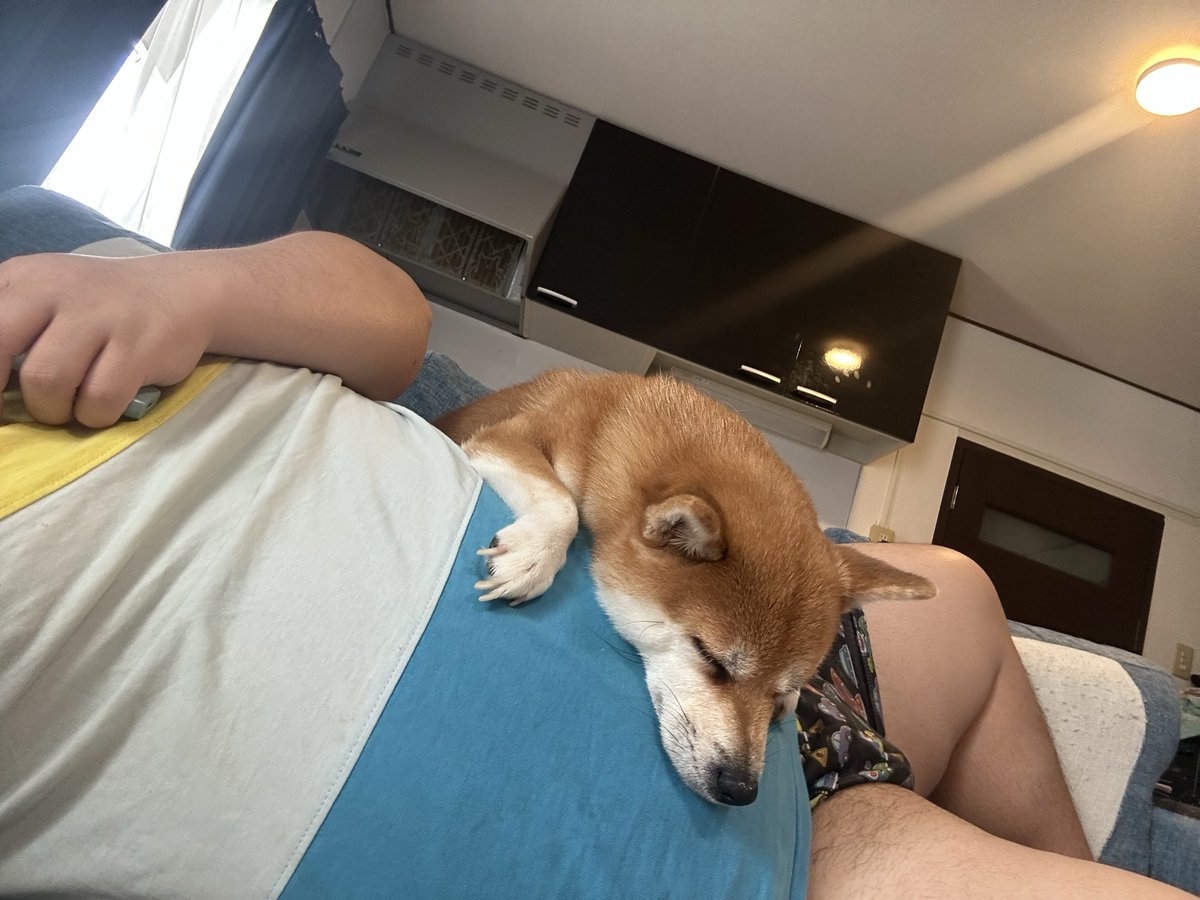 tontokoton_Art's tweet photo. シルバーウィークだけどいつもどおりこむぎとゴロゴロ🐕 https://t.co/dyKl6l7jG3