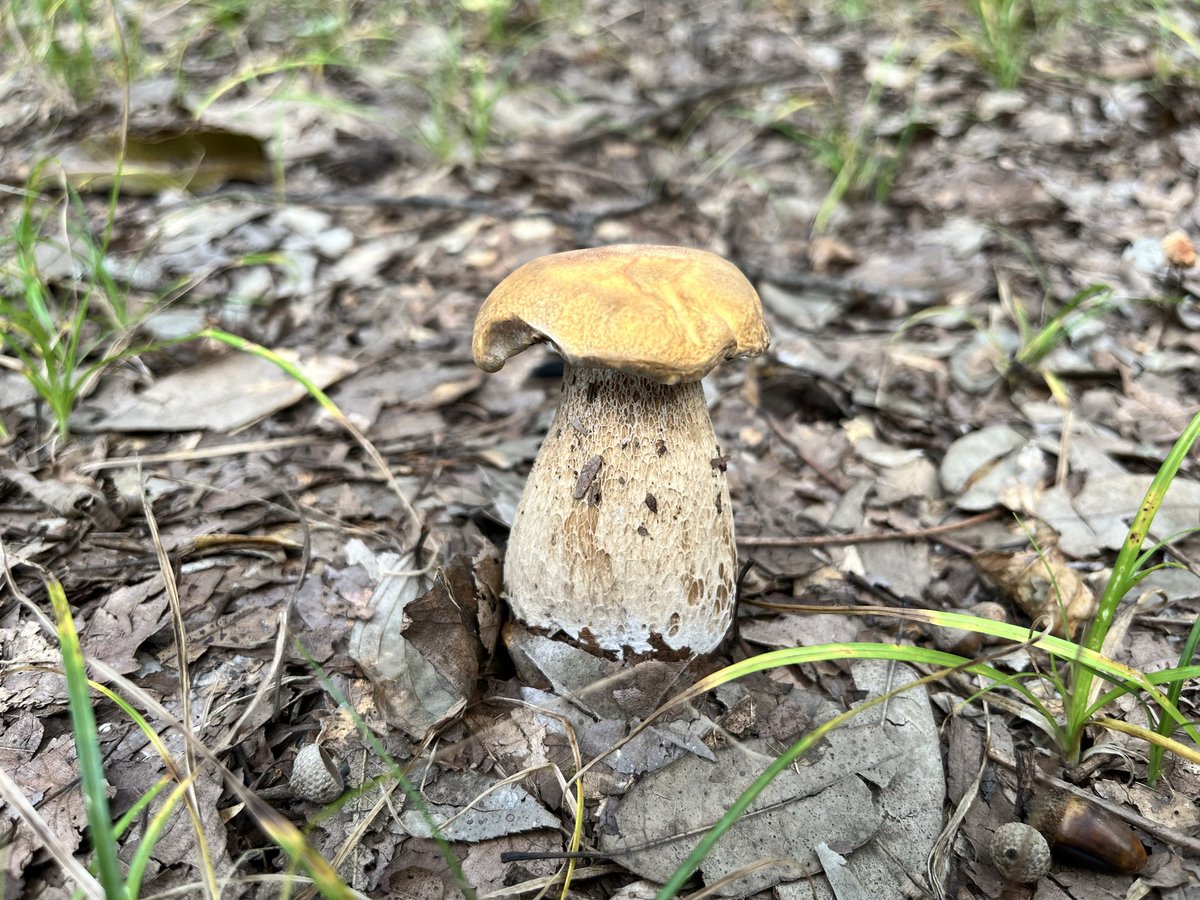 milli0nminol's tweet photo. 本日のヤマドリタケモドキ🍄 https://t.co/bbRmZROzux