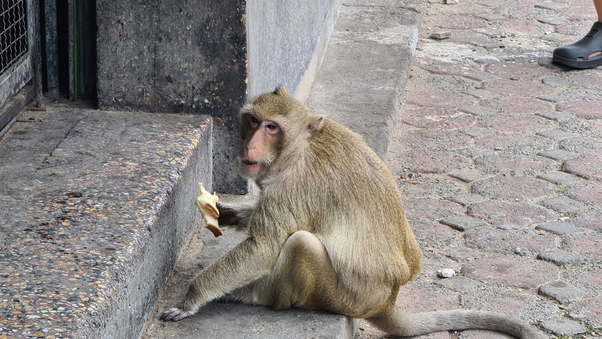 CneqTravel's tweet photo. monkeys around lopburi in thailand https://t.co/AVOFgdk8g8
