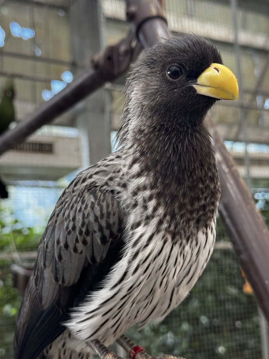 Solothurns's tweet photo. Had this photo in my gallery for a week and everything im sad I look at it. Bird so adorable it saves my soul https://t.co/wVxg9yDhIZ
