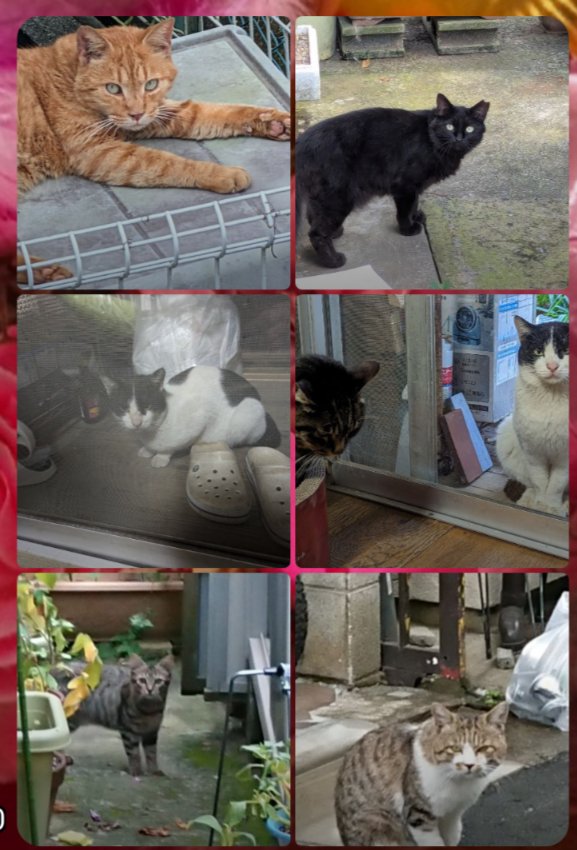 ts_zgp's tweet photo. 私が確認( 🔎ω🔍 )激写出来ているお宝達🐱(この数年内) https://t.co/LjaKlcWNWv