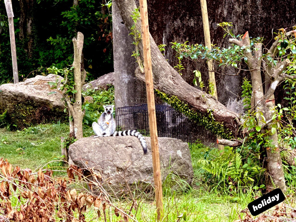 cuntamoo's tweet photo. ZOO ZOO ZOO  
まだまだ夏を感じる動物園
#ファインダー越しの世界 #キリトリセカイ #平川動物公園　#photography https://t.co/UL6I9FIilG