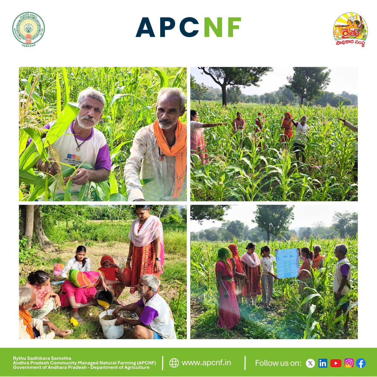 APZBNF's tweet photo. Strengthening farmer led learning and knowledge exchange, a Polambadi session was successfully conducted in Jhalonka Gurha Village, Badgaon Mandal, Udaipur District ,Rajasthan, under the #NRO Programme. Farmers participated in field observations, group discussions, and chart presentations to assess crop and soil conditions. A practical demonstration on the preparation and application of #DhravaJeevamrutham enhanced their understanding of #NaturalFarming practices and soil microbial health. The programme concluded with cultural activities, fostering community participation and collective learning.
@vijaythallam @AndhraPradeshCM @rajbudithi65
@icarindia @ap_agriculture @FCGulbenkian
@FoodPlanetPrize
#Polambadi #NROProgramme #FarmerLearning #SoilHealth #Agroecology #SustainableAgriculture