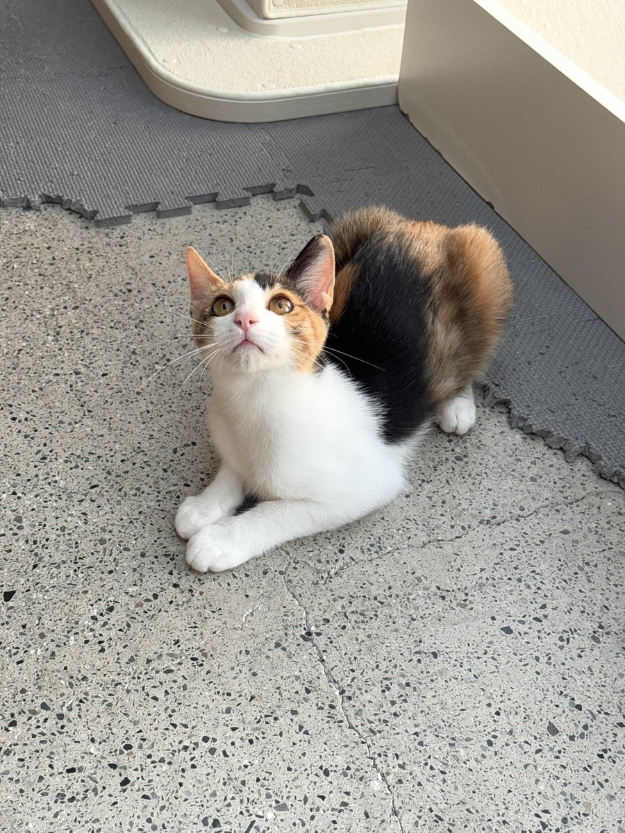 life_cat_adopt's tweet photo. 이쁜 마요에게 관심 있으시면 동물보호단체 라이프로 문의주세요 ! 😊

#동물보호단체라이프 #사지말고입양하세요 https://t.co/xcZInoh0Vq