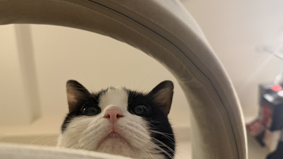 rito_musyozoku's tweet photo. もう全部に疲れて床から天井を見上げることしかできない人間を見物にきた猫 https://t.co/j4vPde0ajU