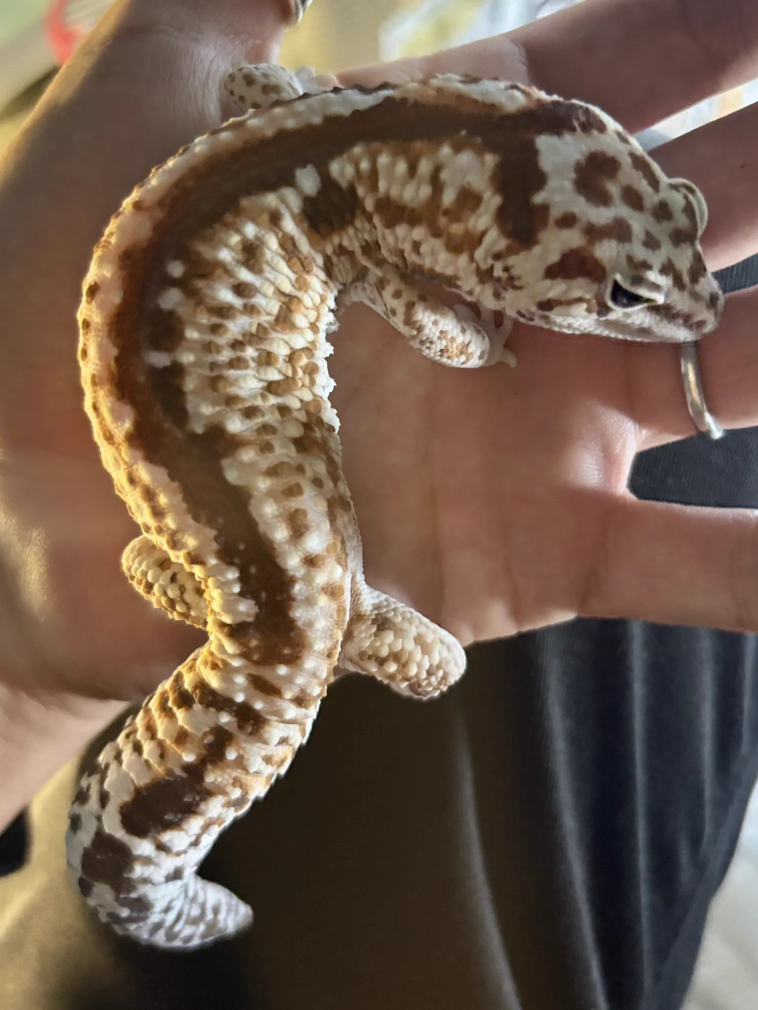 凪reptile 〜賑やかな爬虫類園〜 on X: 