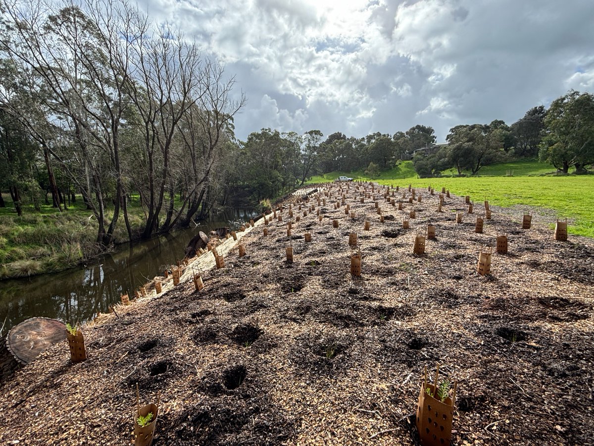 GHCMA's tweet photo. More than 26,000 plants in 3 months!
In an enormous planting effort, 26,195 native trees, shrubs and grasses have been planted along the Merri and Hopkins Rivers in and around Warrnambool at 20 different sites for our Rivers of Warrnambool and Platy Patch projects. #CMAsGetItDone https://t.co/VOTPDS9ooG