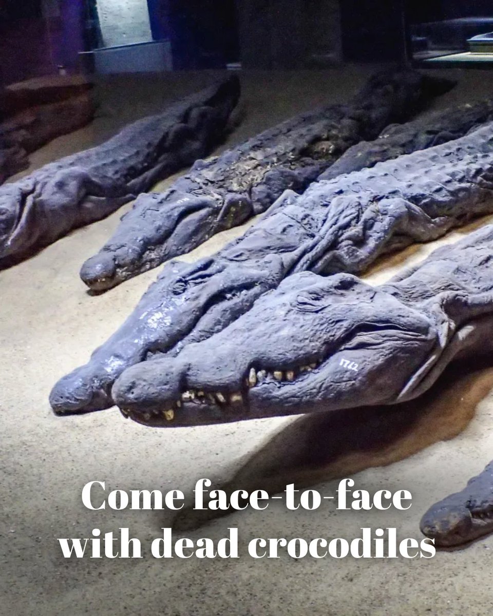 TravelWithKhaki's tweet photo. Think Egyptian mummies were only for humans? This 🐊 museum is about to prove you wrong. Right next to the famous Temple of Kom Ombo lies one of Egypt’s most unusual museums – the Crocodile Museum. Step inside, and you’ll come face-to-face with dozens of massive mummified crocodiles, some over 15 feet long, all perfectly preserved for over 2,000 years.

Crocodiles were sacred offerings to Sobek, the Egyptian crocodile god of fertility, strength, and protection. Worshippers believed Sobek controlled the waters of the Nile – and keeping him pleased meant survival. You can view crocodile shaped coffins, figurines of Sobek, carvings of Pharaohs and even mummified crocodile fetuses here.

Uncover the secrets of ancient Egypt with Khaki Tours on the #EyeOnEgypt tour from 5-14 Dec '26. Book now at: https://t.co/T2WtIMKpOY
 
➡️Read the tour brochure here: https://t.co/4zCFiOaMwP

➡️Missed Khaki Tours' Online Fireside Chat when KHAKI founder Bharat Gothoskar and tour host Navin Upendran presented the tour itinerary? You can watch the recording here: https://t.co/4my2mr8AuH

📞You can also reach out to us at +91 89281 57148.

#KhakiTours #Egypt #Travel #InternationalTours #TravelWithKhaki #CrocodileMuseum #Nile #Pharoahs