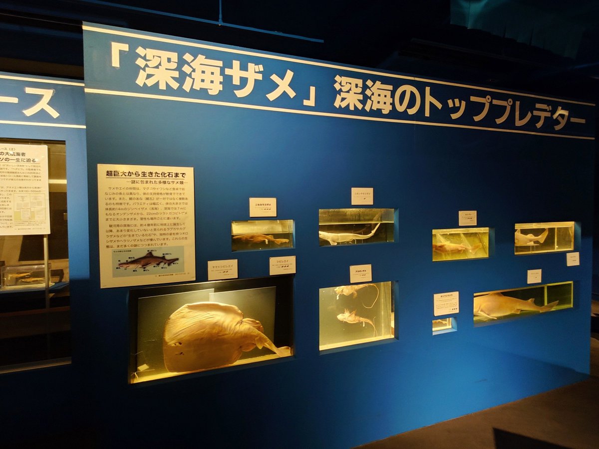 Taka_Sai's tweet photo. 深海イメージなのか薄暗いのが気に入ったｗ
–駿河湾深海生物館 https://t.co/VVHc0KJnfP