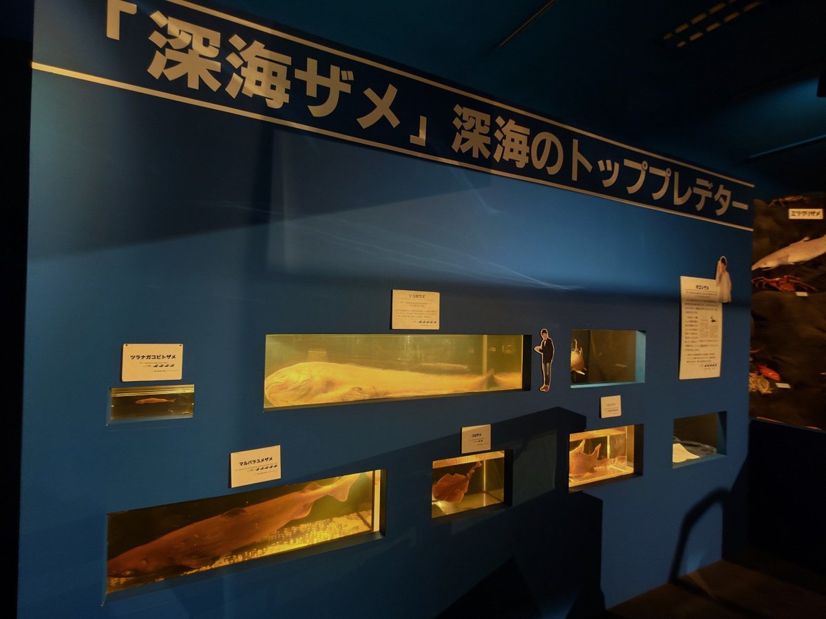 Taka_Sai's tweet photo. 深海イメージなのか薄暗いのが気に入ったｗ
–駿河湾深海生物館 https://t.co/VVHc0KJnfP