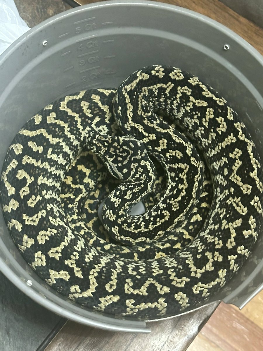 steincarloiq's tweet photo. Will I use my custom $50 ceiling hide? No, a dollar tree bowl will do.
#JavaScript #SkyNaniSToTheNFanconD2 https://t.co/VFH8tgTRjC