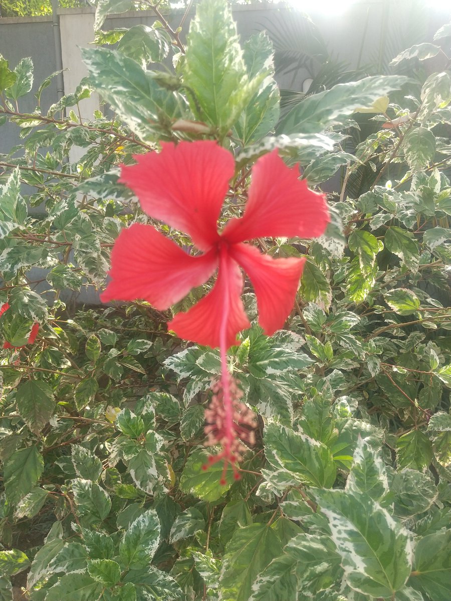 Miradji1000's tweet photo. Tuesday morning with this hibiscus ๐บ flower.
#NaturePhotography
#HibiscusFlower
#Photography
#NatureTherapy
#TuesdayMorning
#PictureOfTheHour https://t.co/5Q8NZNn5SU