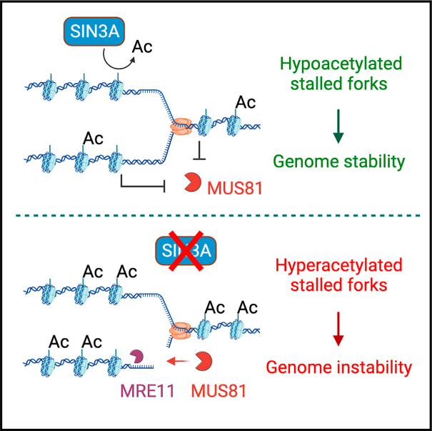 bvsspa's tweet photo. 🧪“SIN3A histone deacetylase action counteracts MUS81 to promote stalled fork stability” @cabimer.
👉 Disponible en #risalud https://t.co/82HefTBOOu
#BVSSPA #SIN3A #MUS81 https://t.co/s6fzYTTPx1