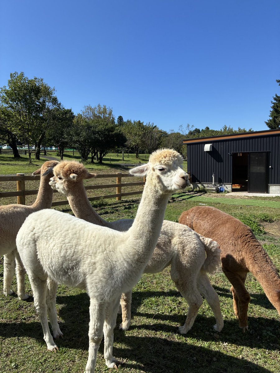 AriyasmileYh's tweet photo. 🦙アルパカ日和🦙 https://t.co/fMP0C0mTfs