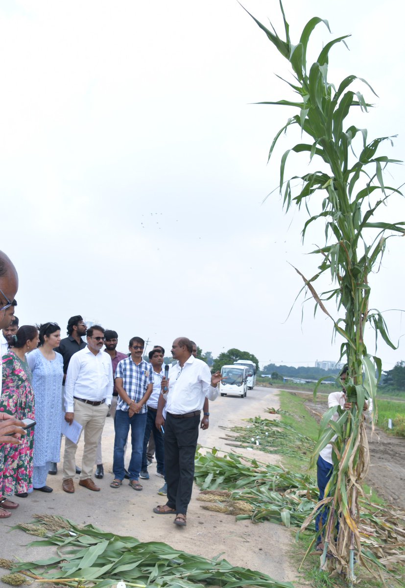 MilletsNews's tweet photo. ICAR-IIMR, Hyderabad successfully organized a “Technology Day on Millets (Shree Anna)” on 21 Sept 2026 to showcase the institute’s improved millet cultivar technologies, millet-based food technologies and advanced research facilities to industry partners and other stakeholders. https://t.co/G1p5aIGusw