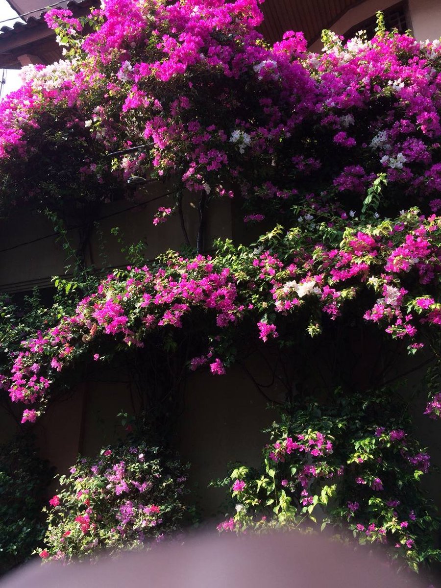 _bloomery's tweet photo. blooming season 🩷 https://t.co/RTSIPBWe1C